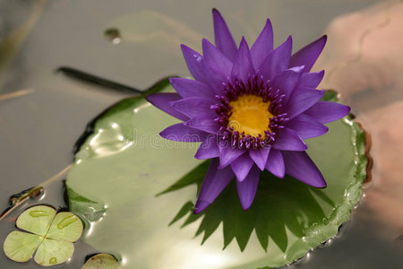 美丽的紫色莲花在紫色莲花