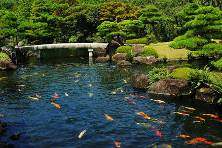 日本花园鱼池老人钓鱼湖钓鱼时的行动中的渔夫日本锦鲤鱼池年轻人钓鱼