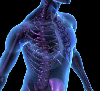 男性人体及骨骼的x线表现