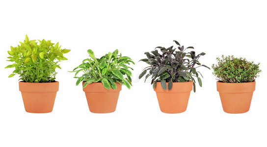 绿色观赏植物价格