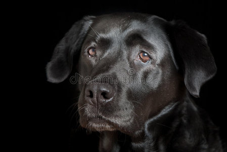 拉布拉多猎犬肖像