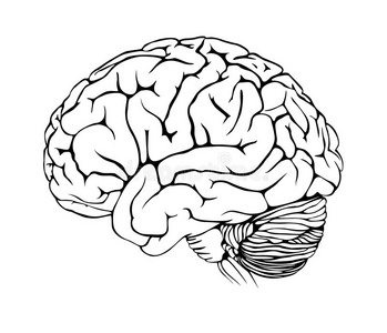 大脑简图手绘图片