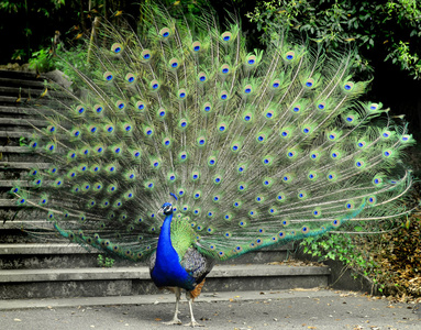 西双版纳孔雀图片