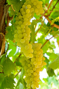 幼枝的葡萄图片