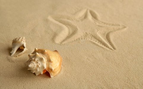 加勒比海沙滩上的海星足迹