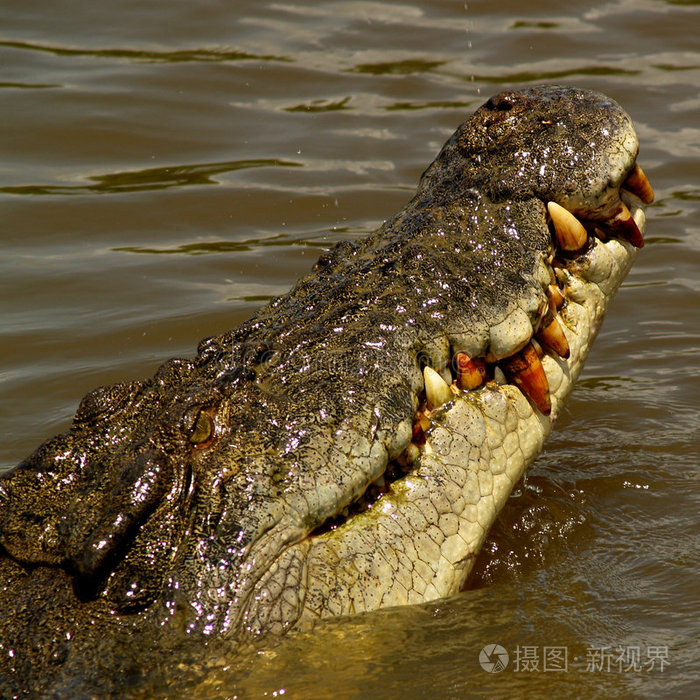 鳄鱼嘴