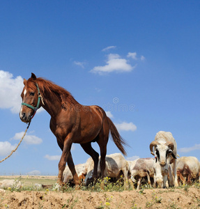 马羊羊和马摄影图