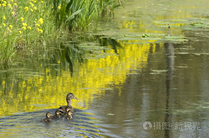 正版商用图片0icdsv-摄图新视界