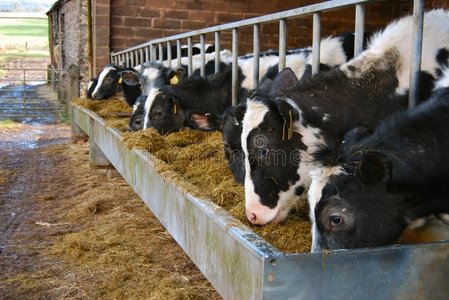 奶牛场的奶牛用一槽干草喂养图片