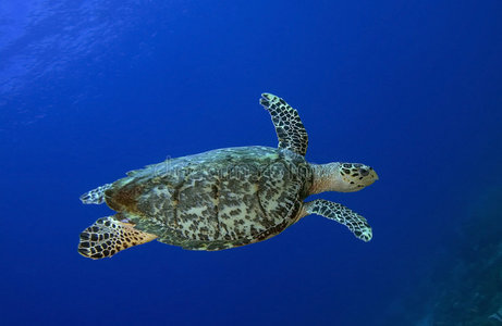 旅行 水下 动物 珊瑚 热带 加勒比 潜水员 海洋 生活