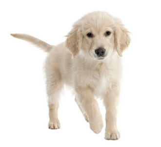 白色金毛幼犬图片