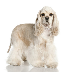 美洲可卡犬(1岁)敏捷可卡犬英国可卡犬快乐的狗英国可卡犬同时向你