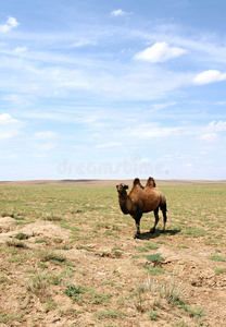戈壁沙漠中的骆驼图片