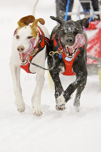 雪橇犬