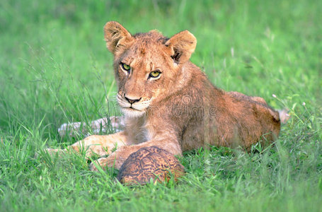 南方 狮子 哺乳动物 可爱的 肯尼亚 毛皮 宝贝 非洲 公园