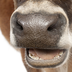 牛鼻子表情包图片