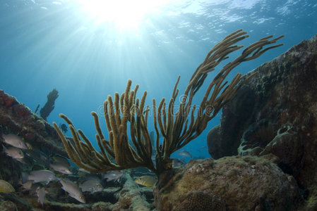 巴哈马珊瑚日光浴