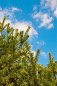 美丽的蓝天和松树。