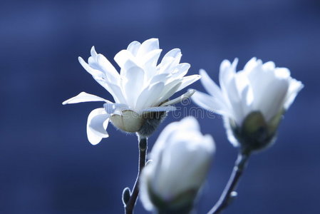 蓝底白花照片