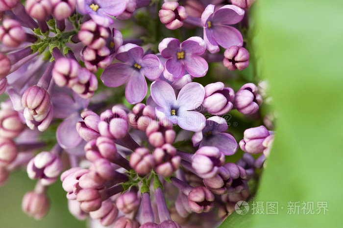 丁香花