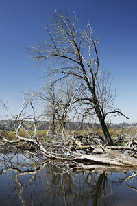 淹没在湿地生境中的树木和树枝