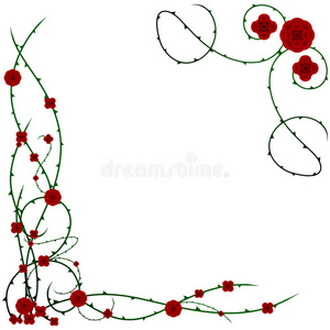 相思树荆棘图片