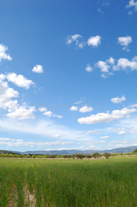 麦田