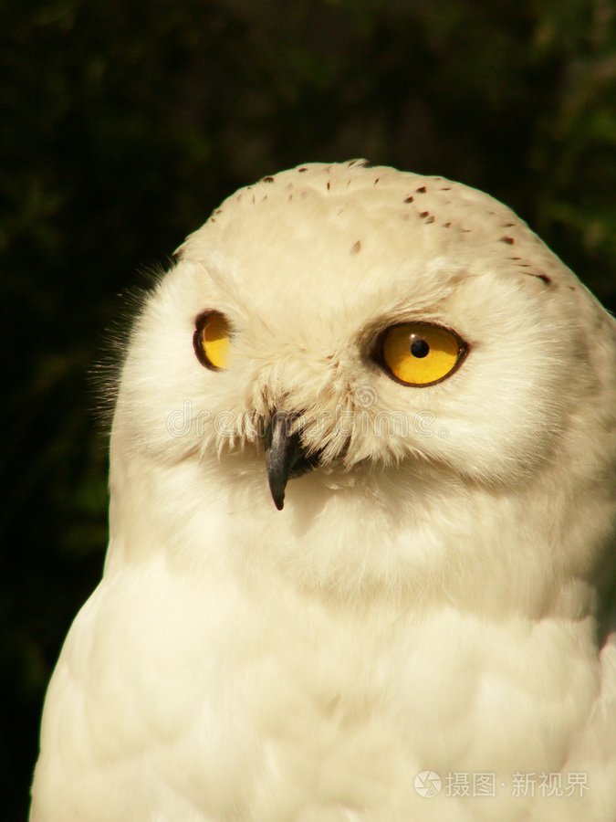 白猫头鹰