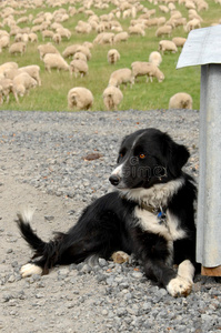 农场牧羊犬