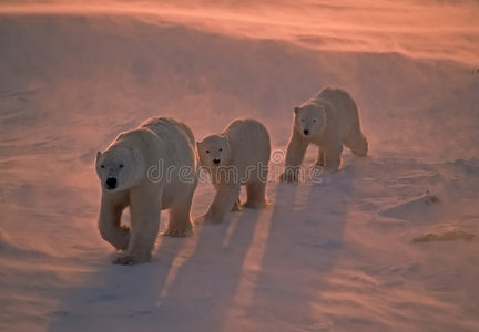 加拿大北极的北极熊