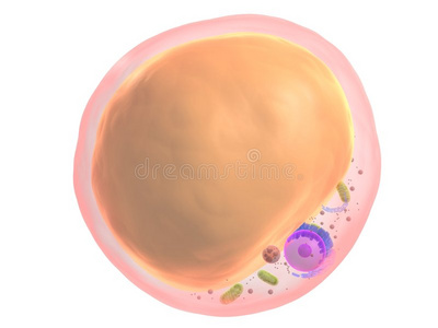 脂肪细胞照片