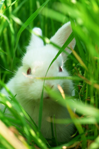 可爱的白兔藏在草地上