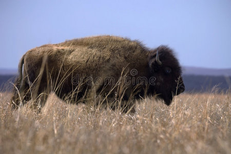 冬天最后一片草地上的野牛