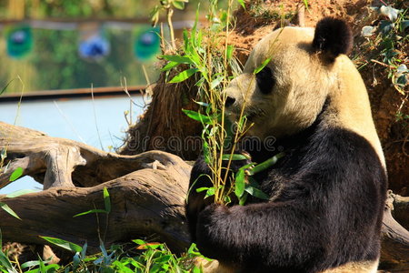 濒危动物大熊猫图片