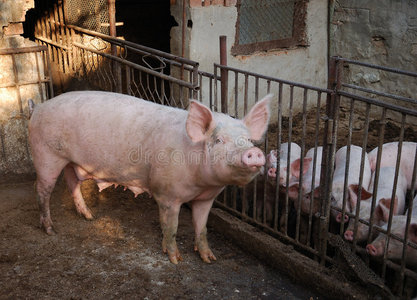 疫苗 小猪 耳朵 粉红色 流感 病毒 农场 哺乳动物 动物