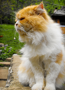 可爱，毛茸茸的猫特写镜头