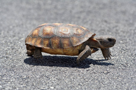 地鼠龟过马路图片