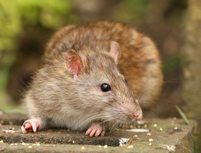 棕色老鼠照片