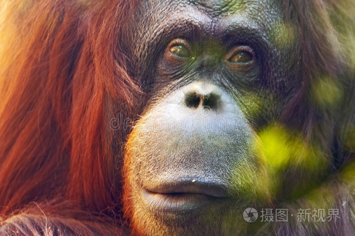 狒狒长颈鹿皮袋鼠袋鼠豹子马克尔小袋鼠红狐猴大草原上的斑马群红狐猴