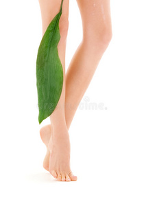 绿叶雌腿