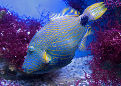 动物 海洋 浮游生物 美好的 咸咸的 肖像 珊瑚 盐水 水族馆