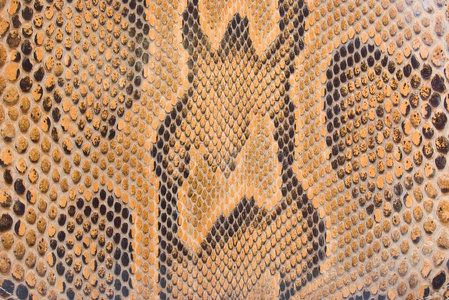 蟒蛇自然蟒蛇皮纹理照片