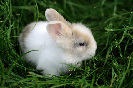 小兔子