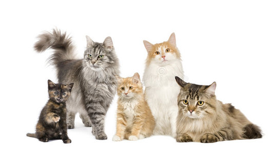 一组5只猫:挪威猫,西伯利亚猫和照片