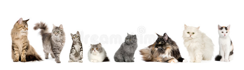 一排猫挪威猫西伯利亚猫和p猫
