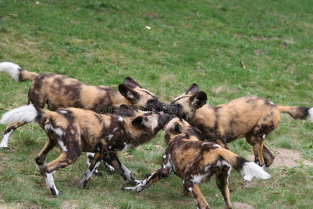 一群非洲野狗幼崽照片
