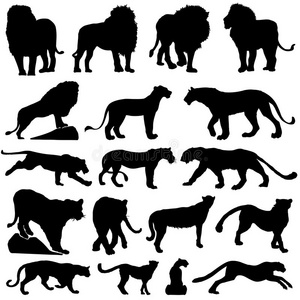 非洲野生动物大型猫科动物剪影