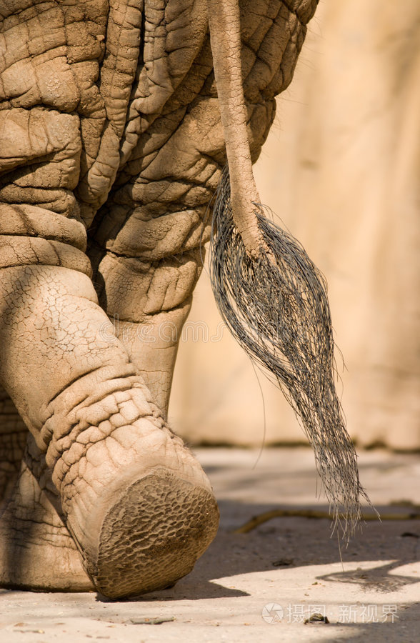 大象的尾巴照片-正版商用图片0ieccm-摄图新视界