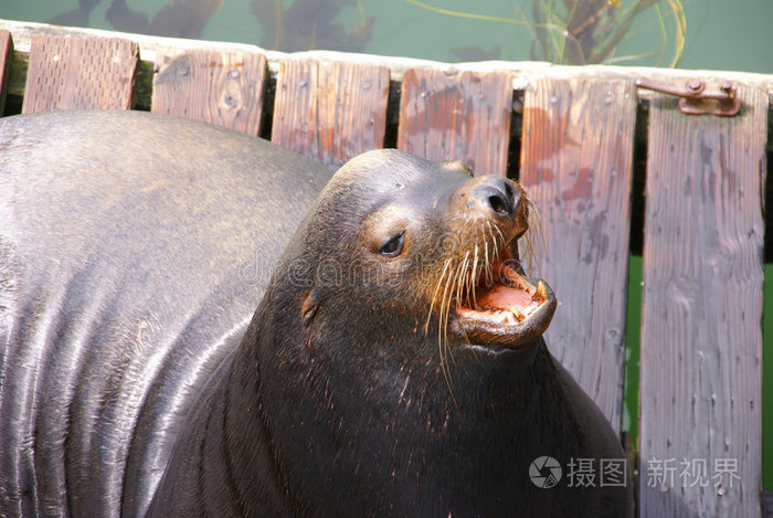 加利福尼亚海狮张嘴吠叫