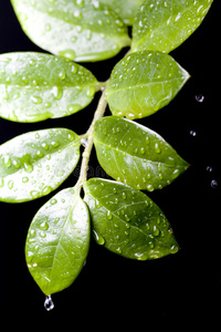 植物叶子上的水滴